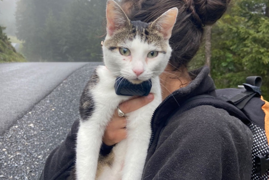 Alerta desaparecimento Gato Macho , 3 anos Kandersteg Switzerland