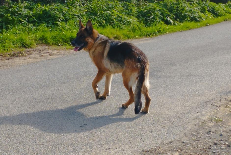 Alerta descoberta Cão  Desconhecido Sainte-Cécile France