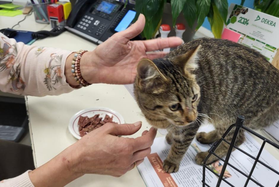 Alerta descoberta Gato  Fêmea Hasparren France