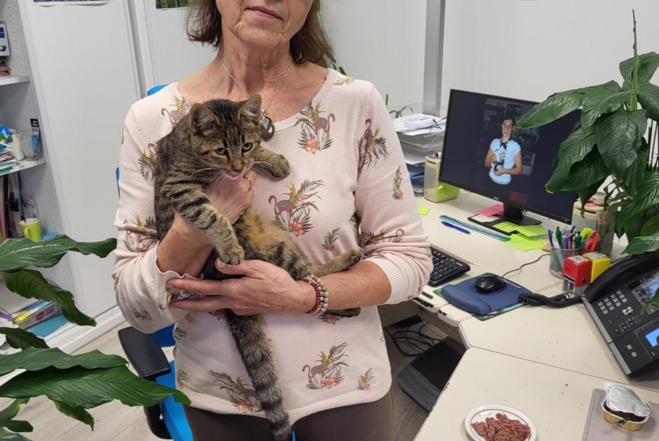 Alerta descoberta Gato  Fêmea Hasparren France