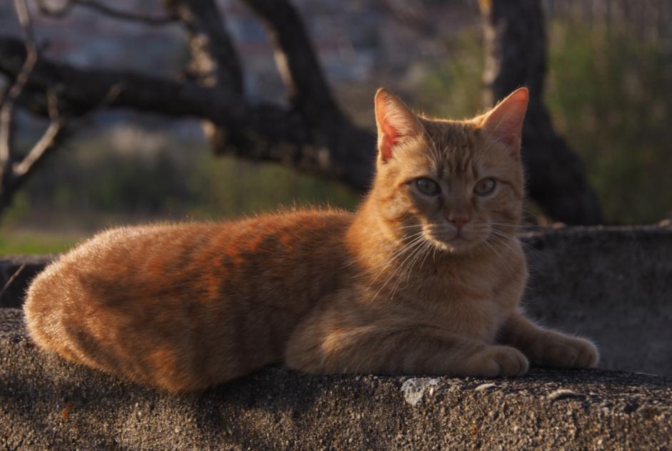 Alerta desaparecimento Gato Macho , 4 anos Le Crest France