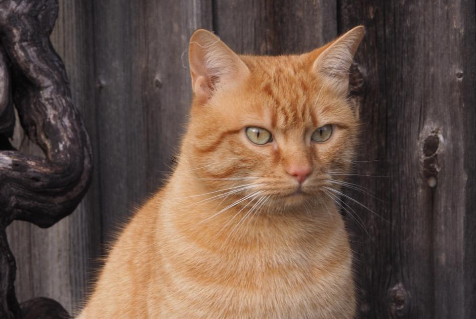 Alerta desaparecimento Gato Macho , 4 anos Le Crest France