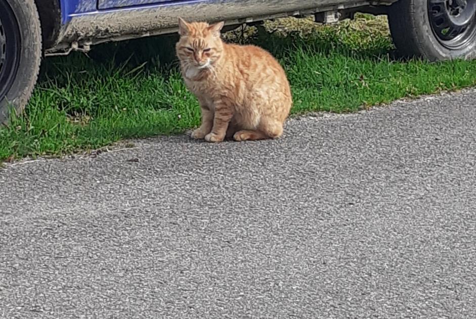 Alerta descoberta Gato Desconhecido Plouay France