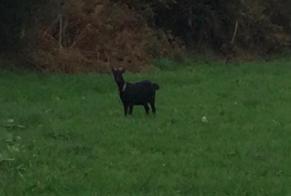 Alerta descoberta Cabra Fêmea Vire-Normandie France