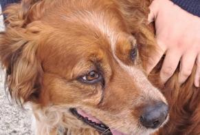 Alerta descoberta Cão Desconhecido Bucéels France