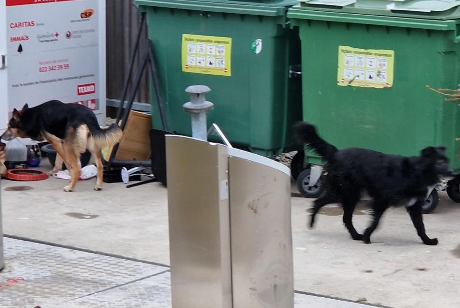 Alerta descoberta Cão Desconhecido Meyrin Switzerland