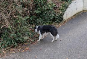 Alerta descoberta Cão  Desconhecido Jongny Switzerland