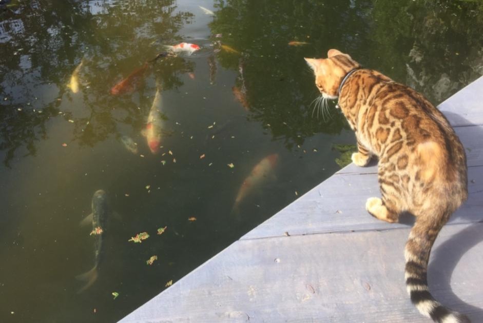 Alerta desaparecimento Gato  Fêmea , 5 anos Rue Switzerland