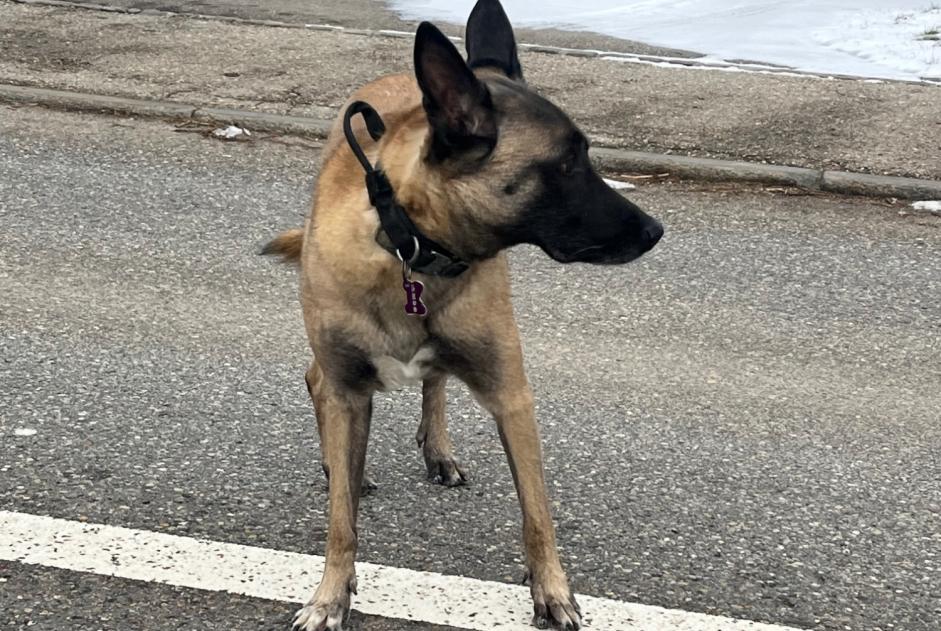 Alerta descoberta Cão  Desconhecido Tramelan Switzerland