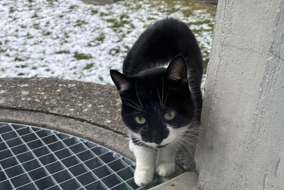 Alerta descoberta Gato Desconhecido , Entre 7 e 9 meses Fribourg Switzerland