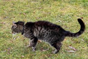 Alerta descoberta Gato Desconhecido Bramois Switzerland