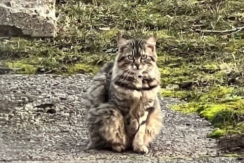 Alerta descoberta Gato Desconhecido , 2 anos Genève Switzerland