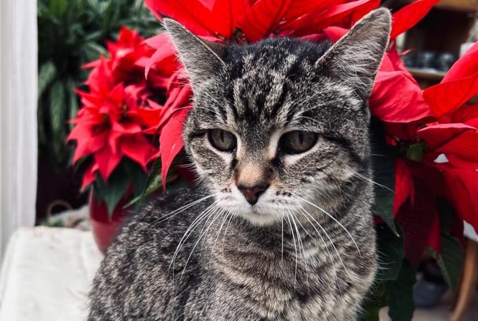 Alerta desaparecimento Gato Fêmea , 20 anos Thônex Switzerland