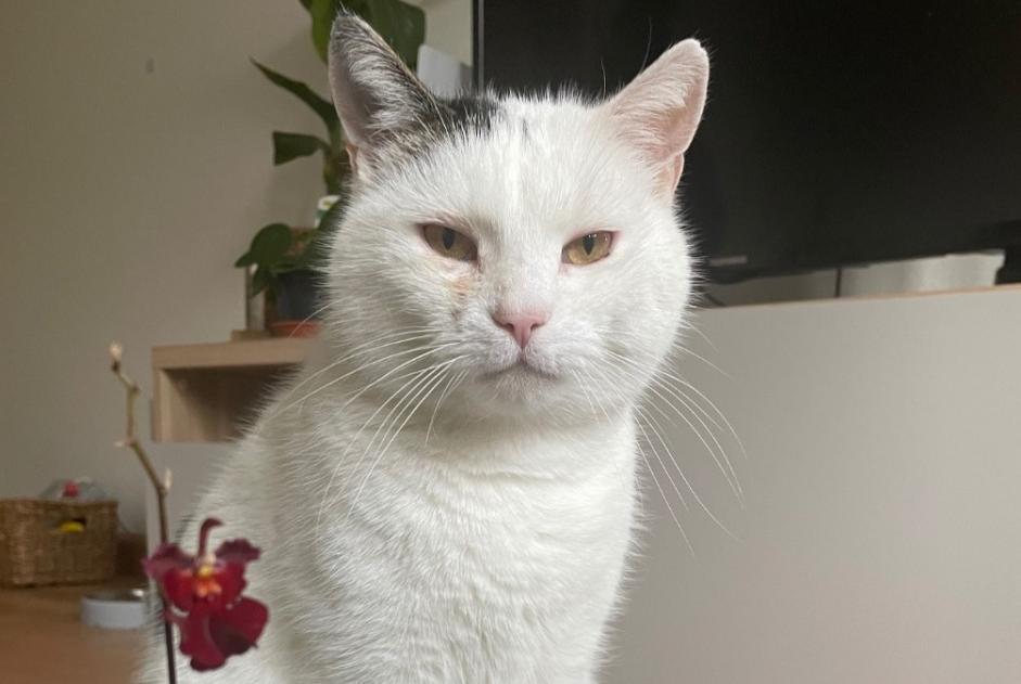 Alerta desaparecimento Gato cruzamento Macho , 14 anos Basel Switzerland