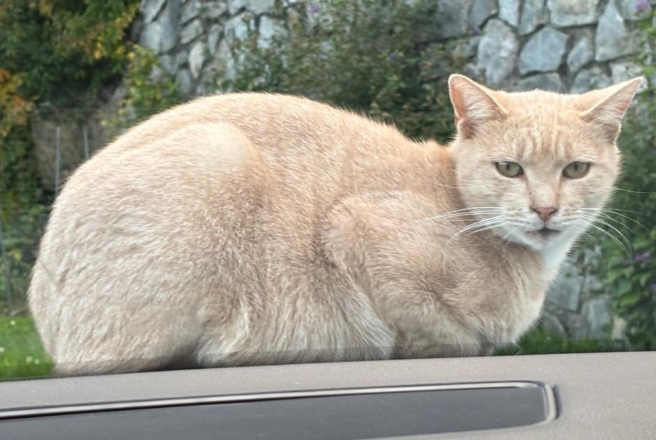 Alerta desaparecimento Gato Macho , 4 anos Vouvry Switzerland